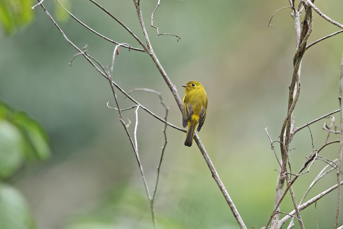 Gobemoustique canari - ML642092841