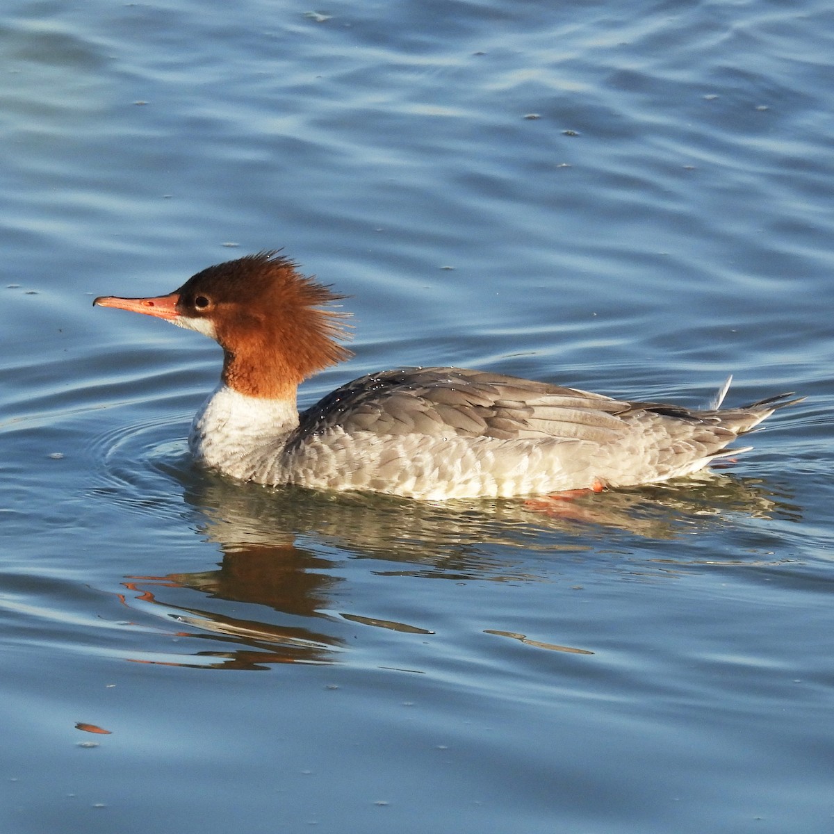 Common Merganser - ML642092851