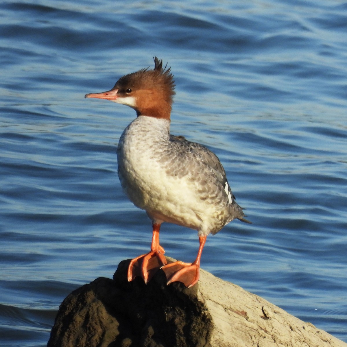 Common Merganser - ML642092852