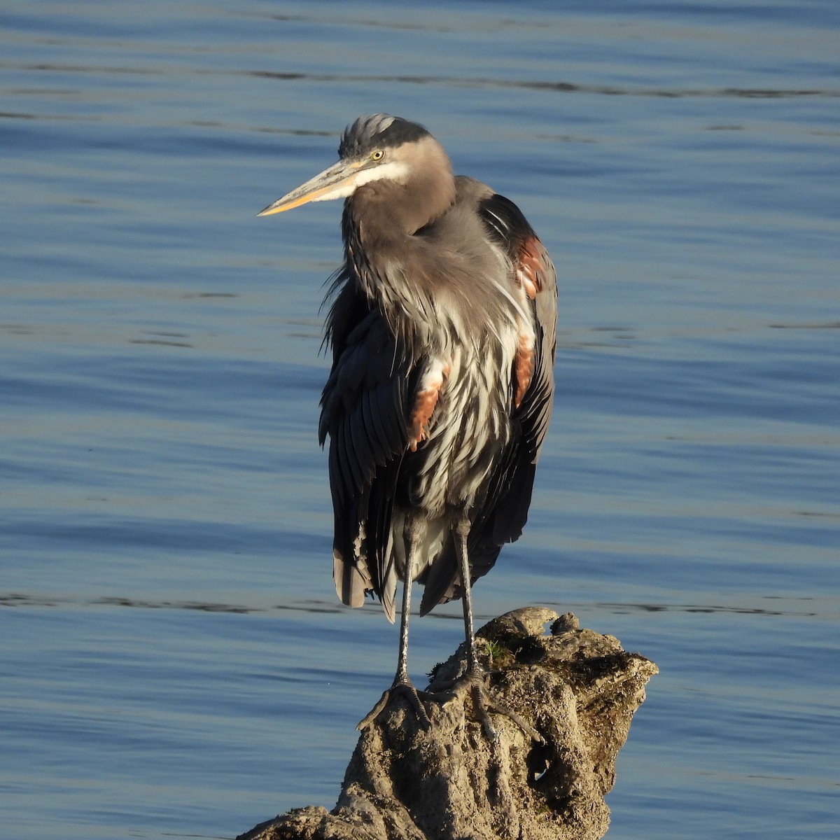 Great Blue Heron - ML642092854