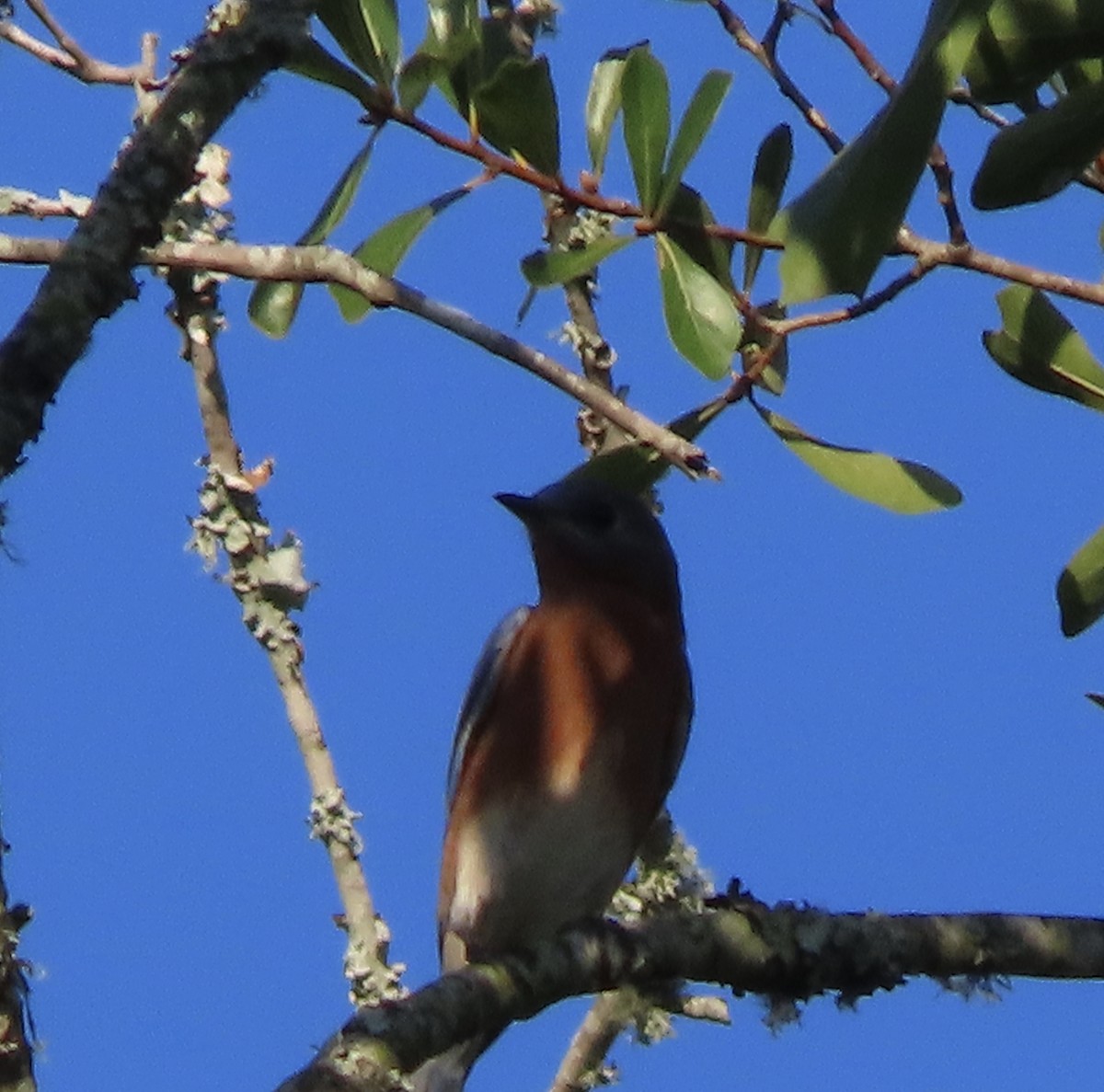 Eastern Bluebird - ML642092889