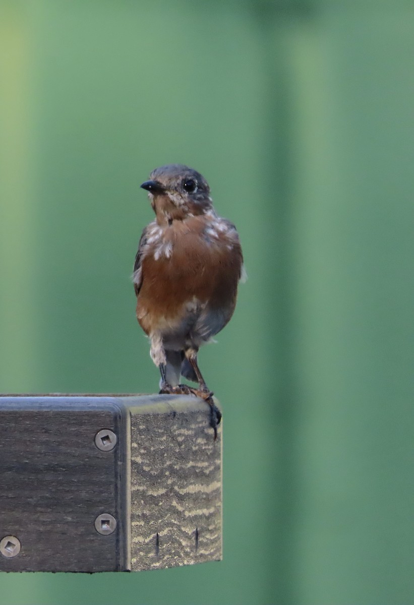 Eastern Bluebird - ML642092891