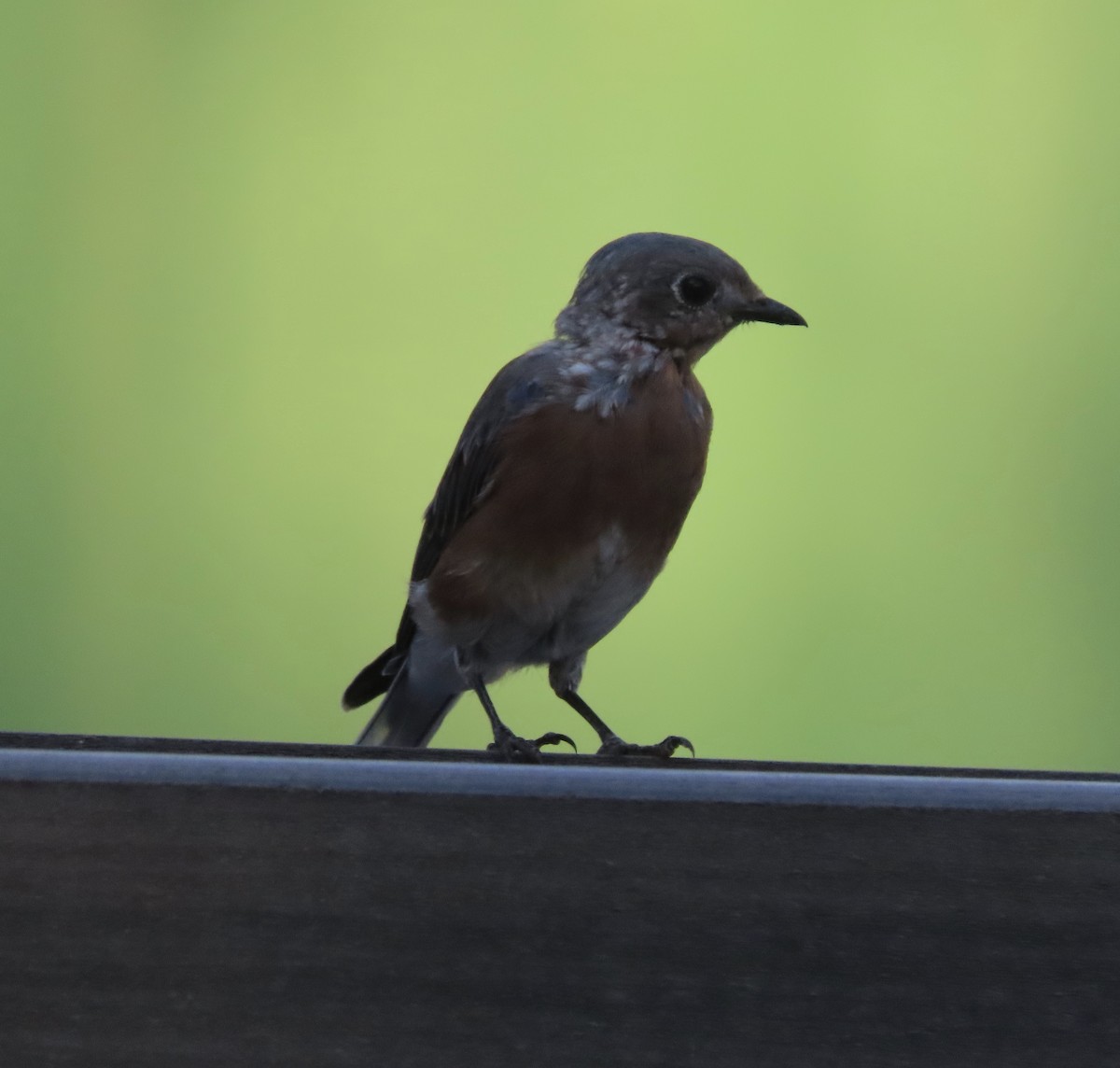 Eastern Bluebird - ML642092892