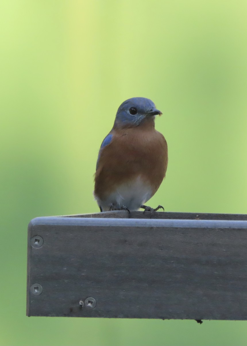 Eastern Bluebird - ML642092894