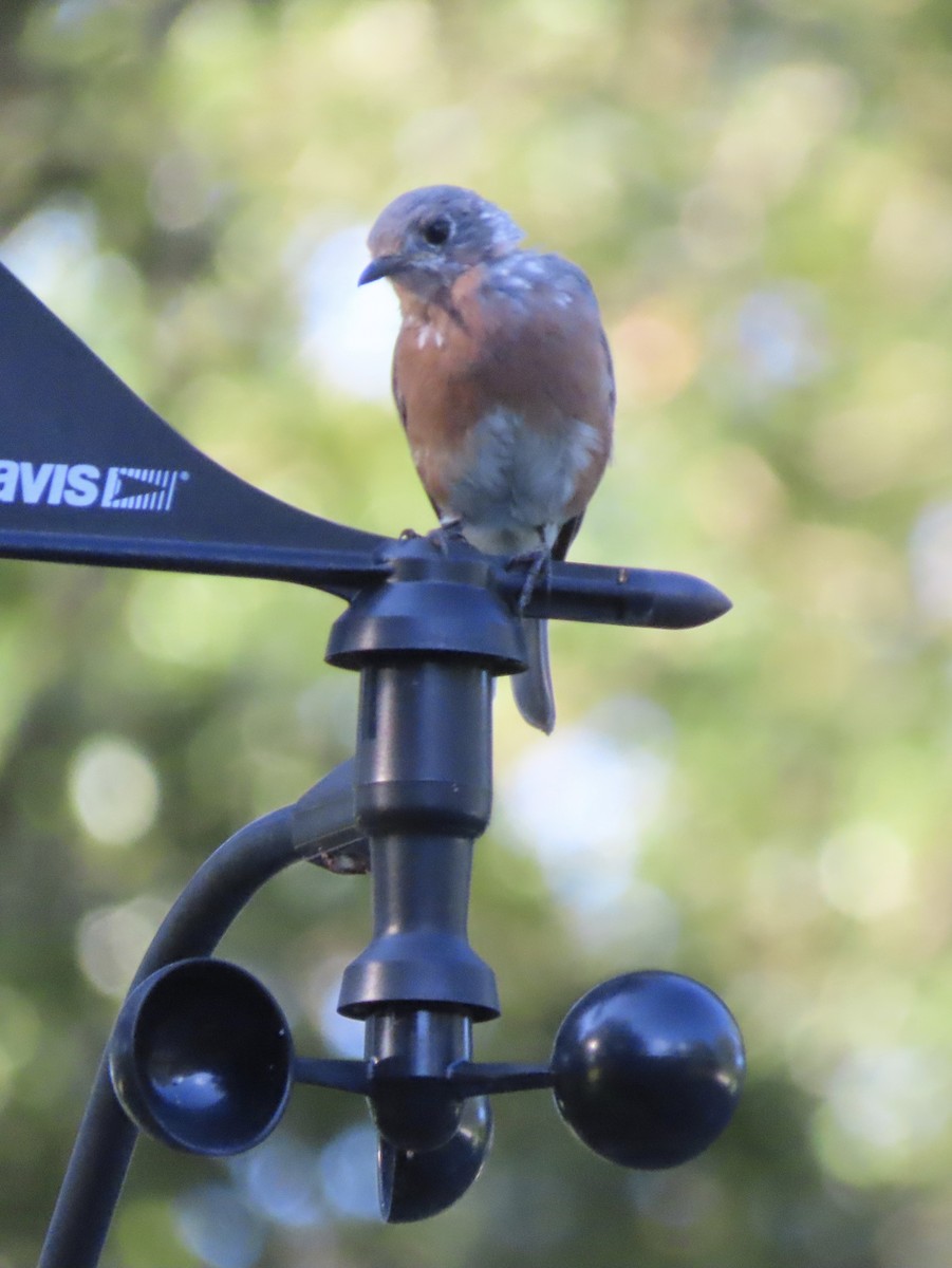 Eastern Bluebird - ML642092896