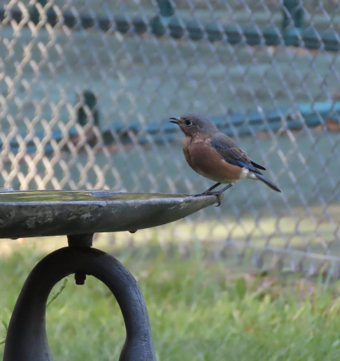 Eastern Bluebird - ML642092897