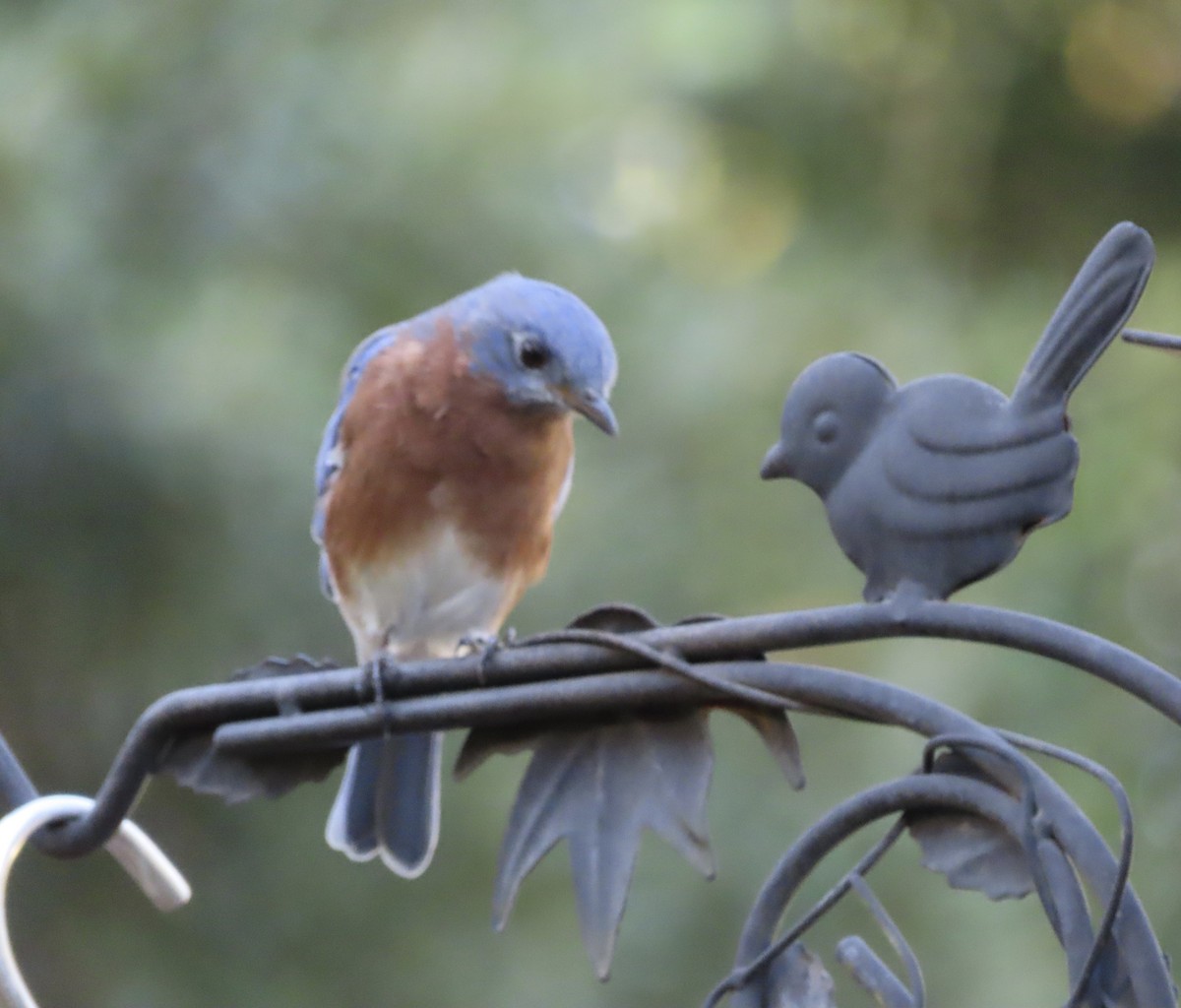 Eastern Bluebird - ML642092899