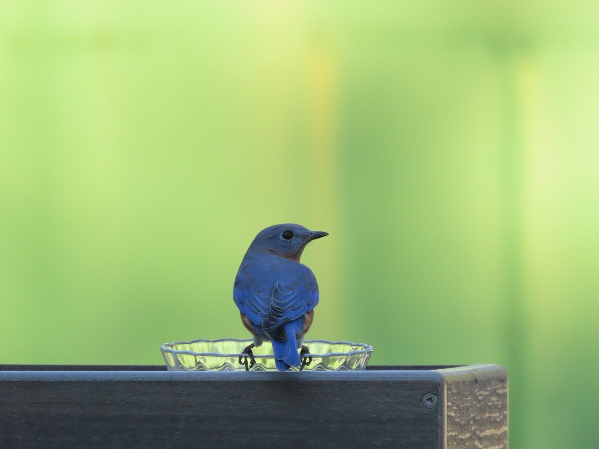 Eastern Bluebird - ML642092900
