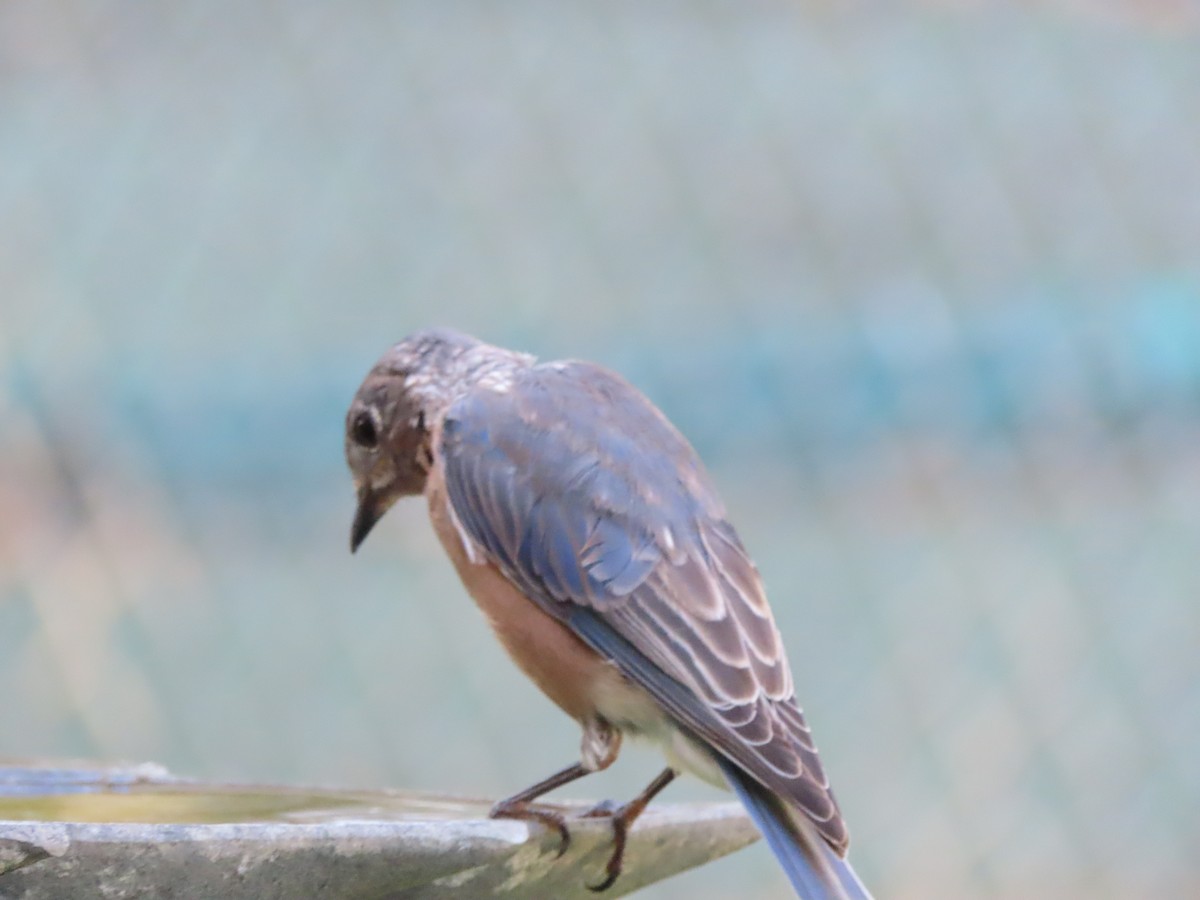 Eastern Bluebird - ML642092901