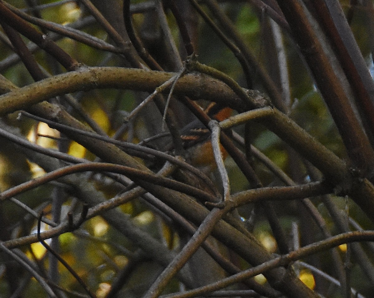 Varied Thrush - ML642092902