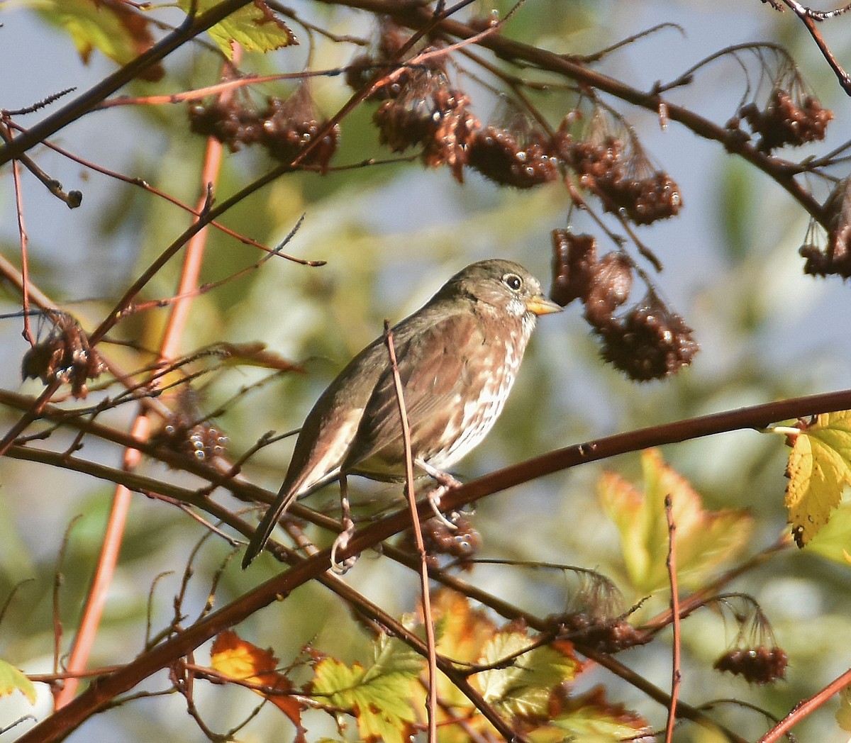 Fox Sparrow (Sooty) - ML642092905