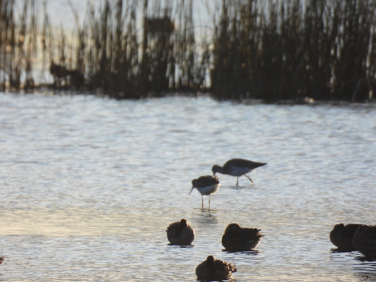 Greater Yellowlegs - ML642092912