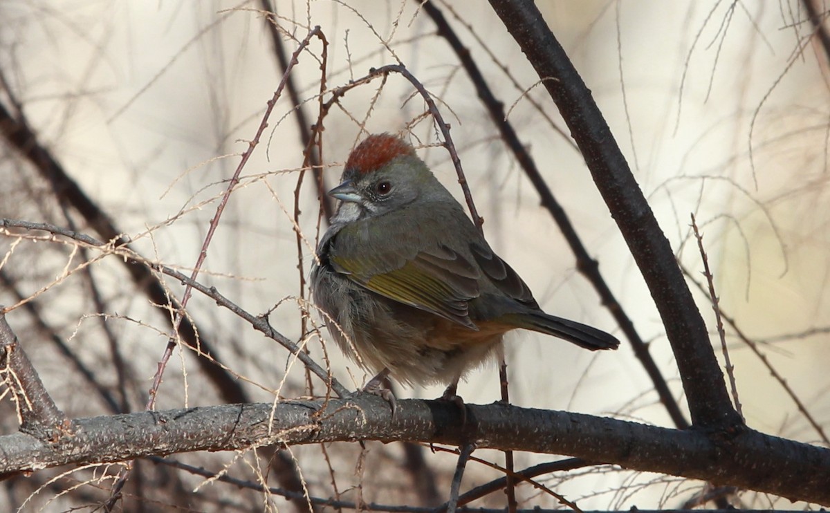 Green-tailed Towhee - ML642092913