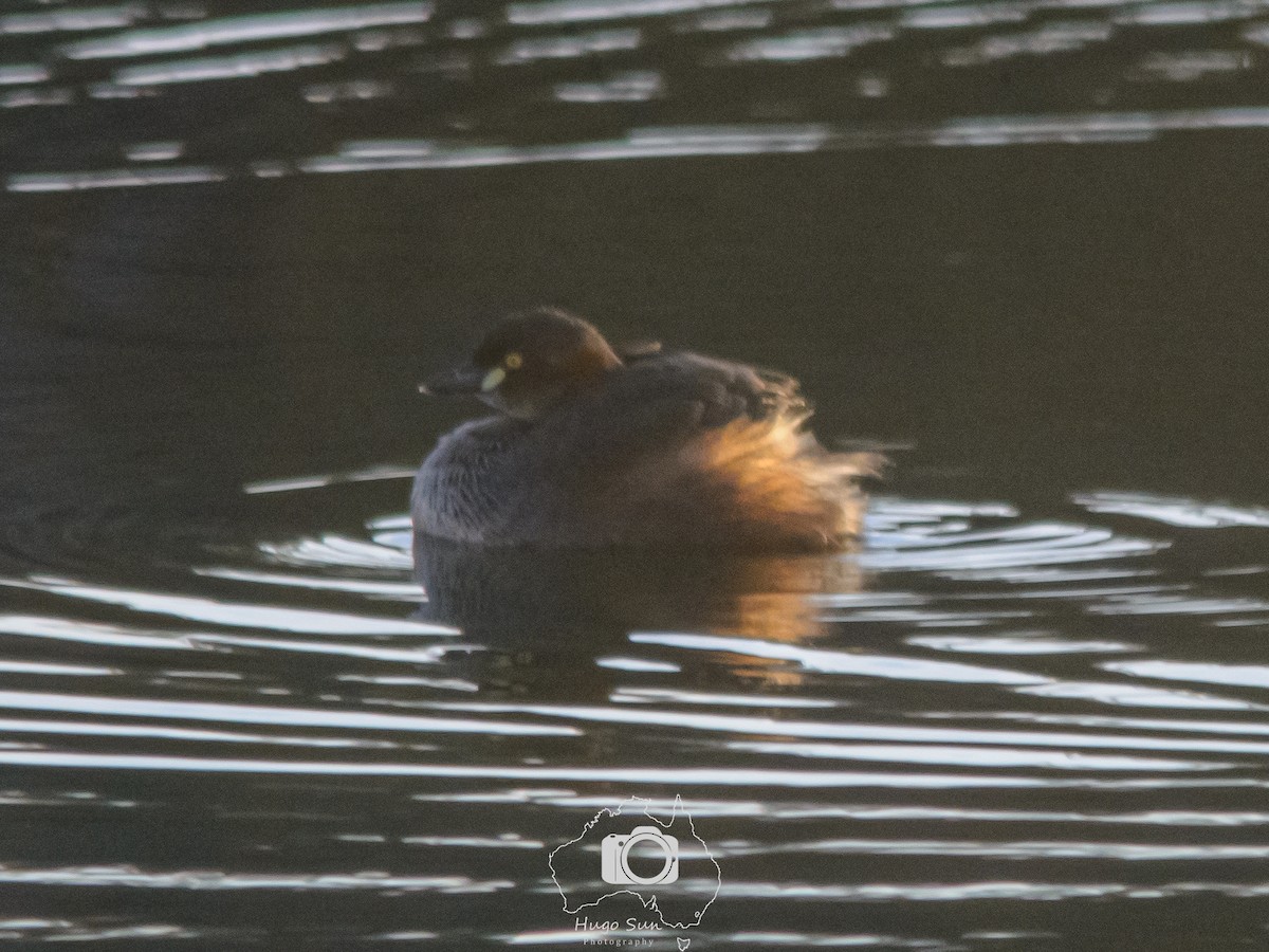 Australasian Grebe - ML642092922