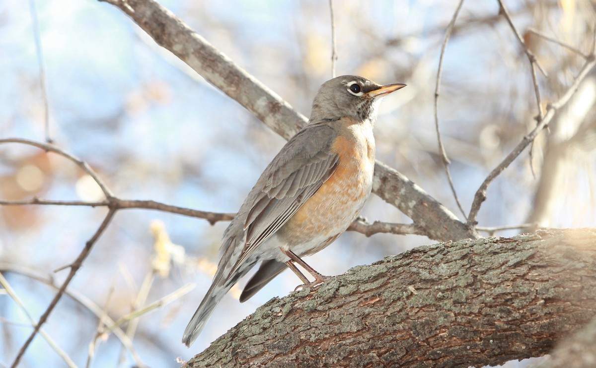 American Robin - ML642092925