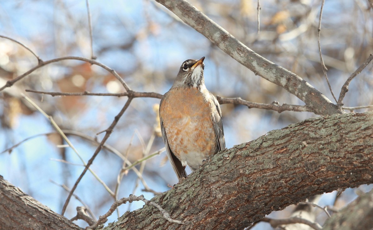 American Robin - ML642092926