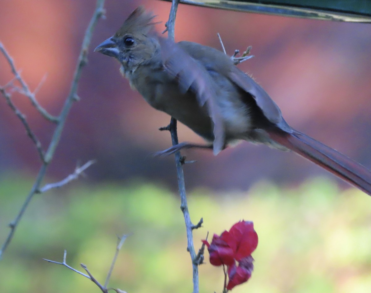 Cardinal rouge - ML642092943