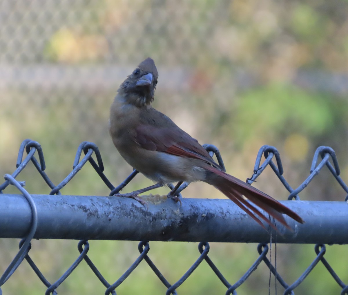 Cardinal rouge - ML642092945