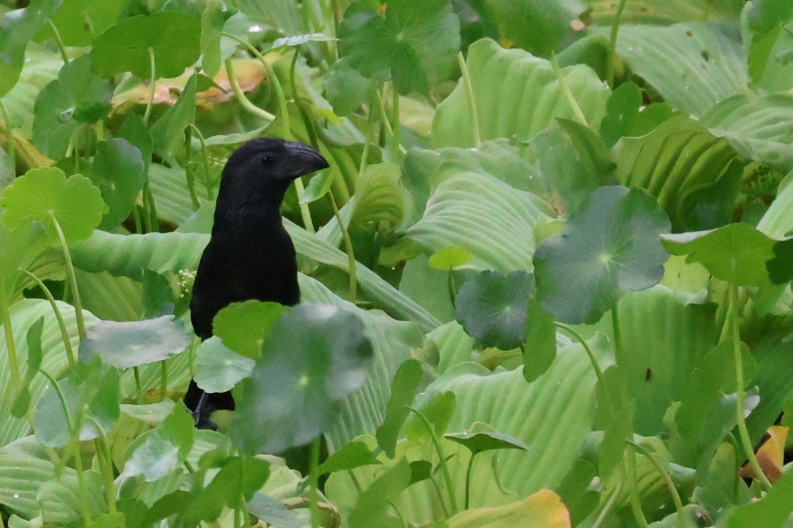 Groove-billed Ani - ML642092947