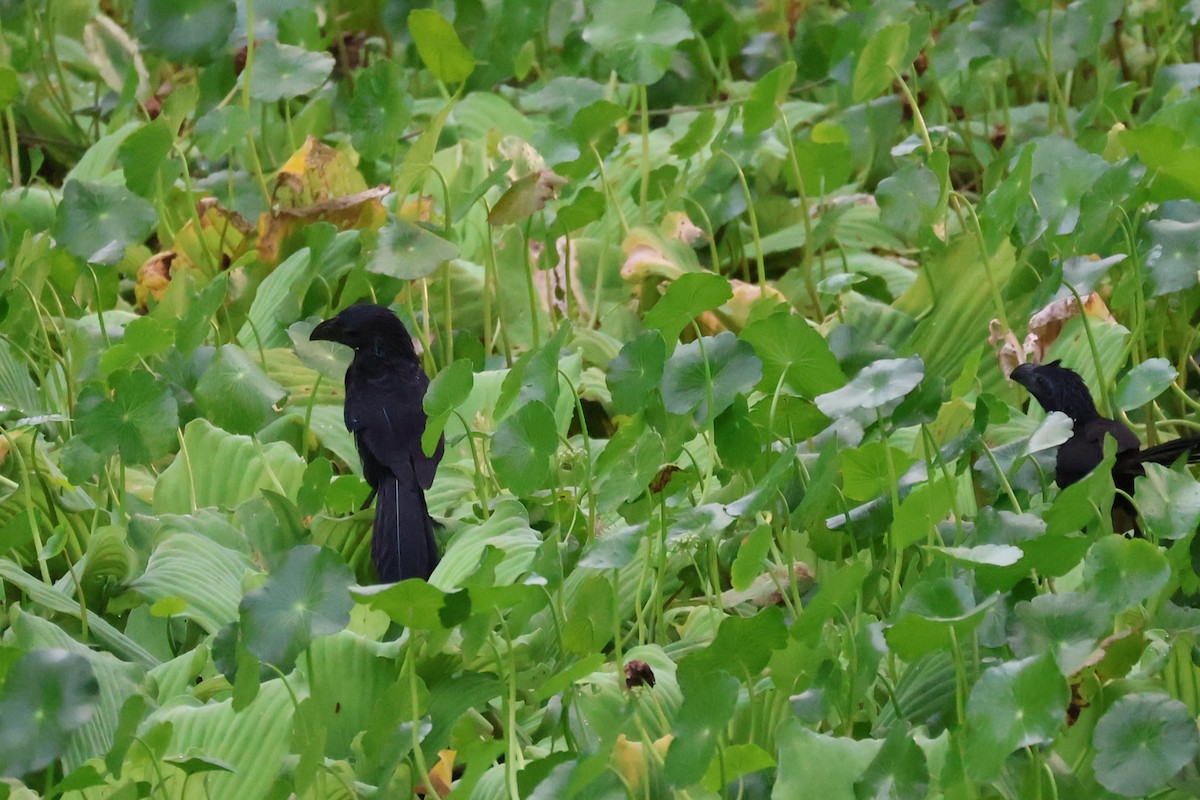 Groove-billed Ani - ML642092948