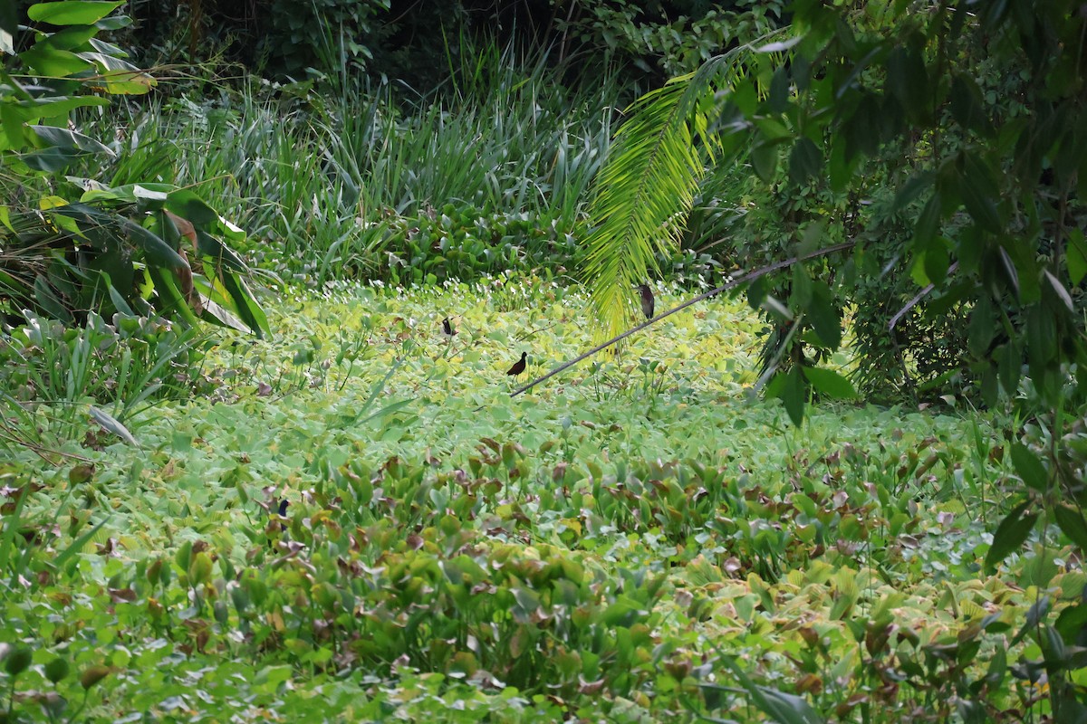 Northern Jacana - ML642092954