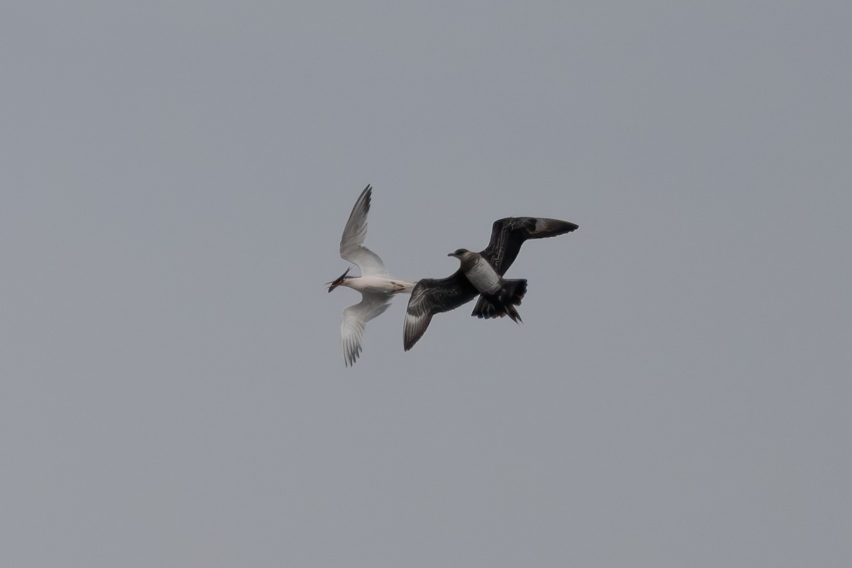 Parasitic Jaeger - ML642092960