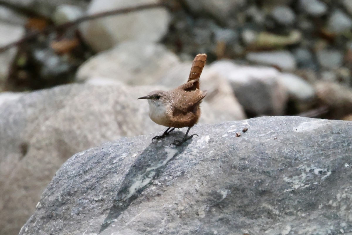 Canyon Wren - ML642092962