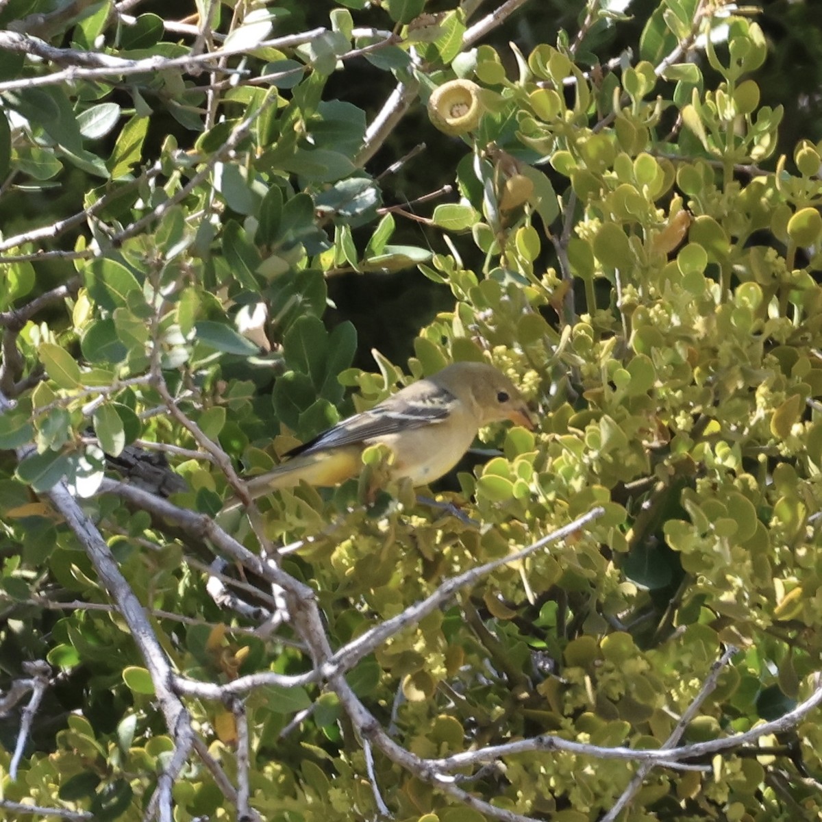 Piranga Carirroja - ML642092980