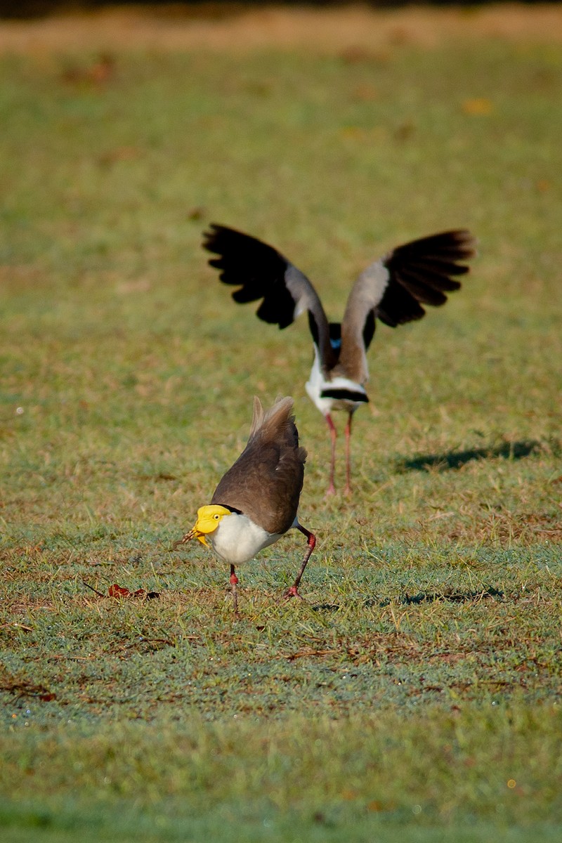 Masked Lapwing - ML642092981