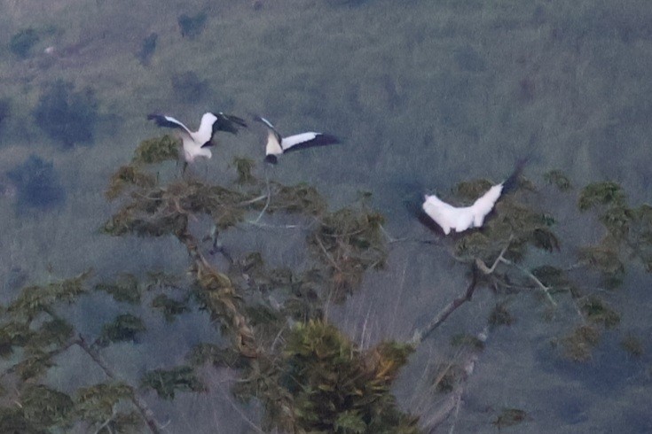 Wood Stork - ML642092983
