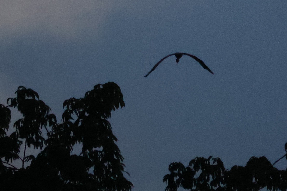 Wood Stork - ML642092984