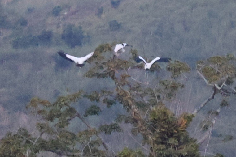 Wood Stork - ML642092985