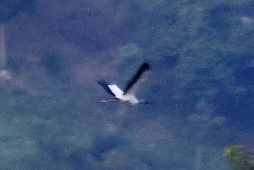 Wood Stork - ML642092986