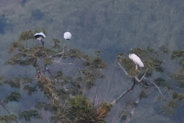 Wood Stork - ML642092987