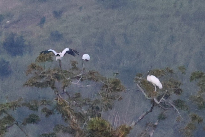 Wood Stork - ML642092988