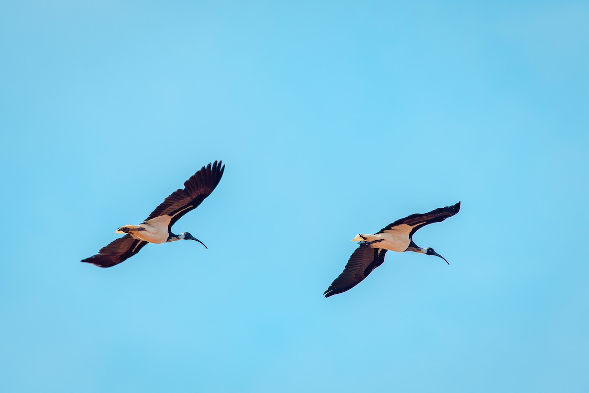 Straw-necked Ibis - ML642092989