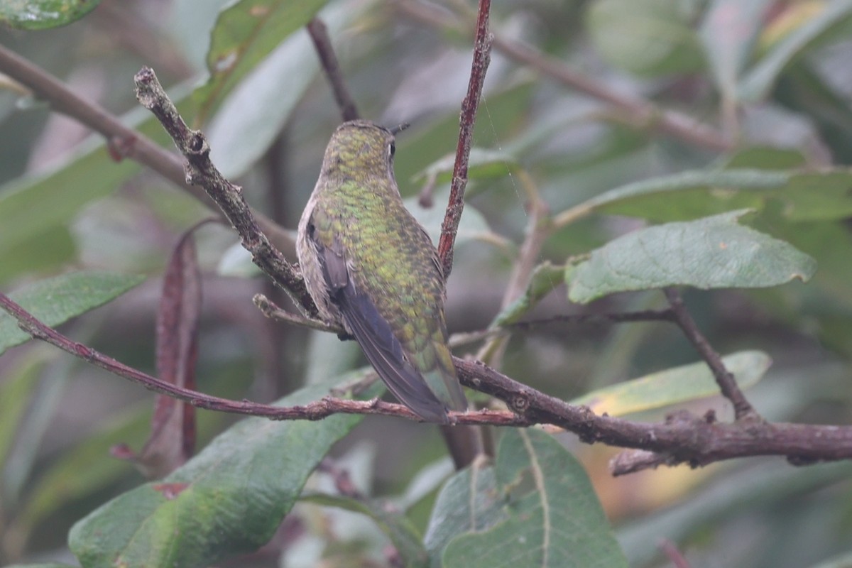 hummingbird sp. - ML642092994