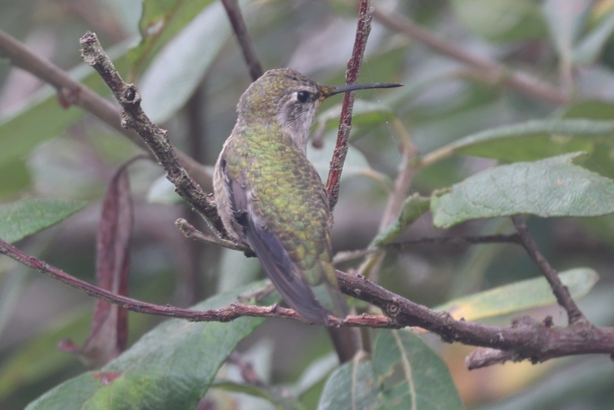 hummingbird sp. - ML642092995