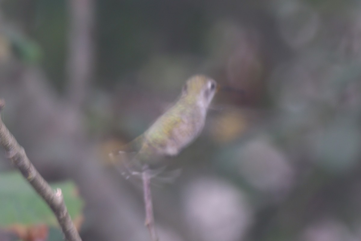 hummingbird sp. - ML642093001
