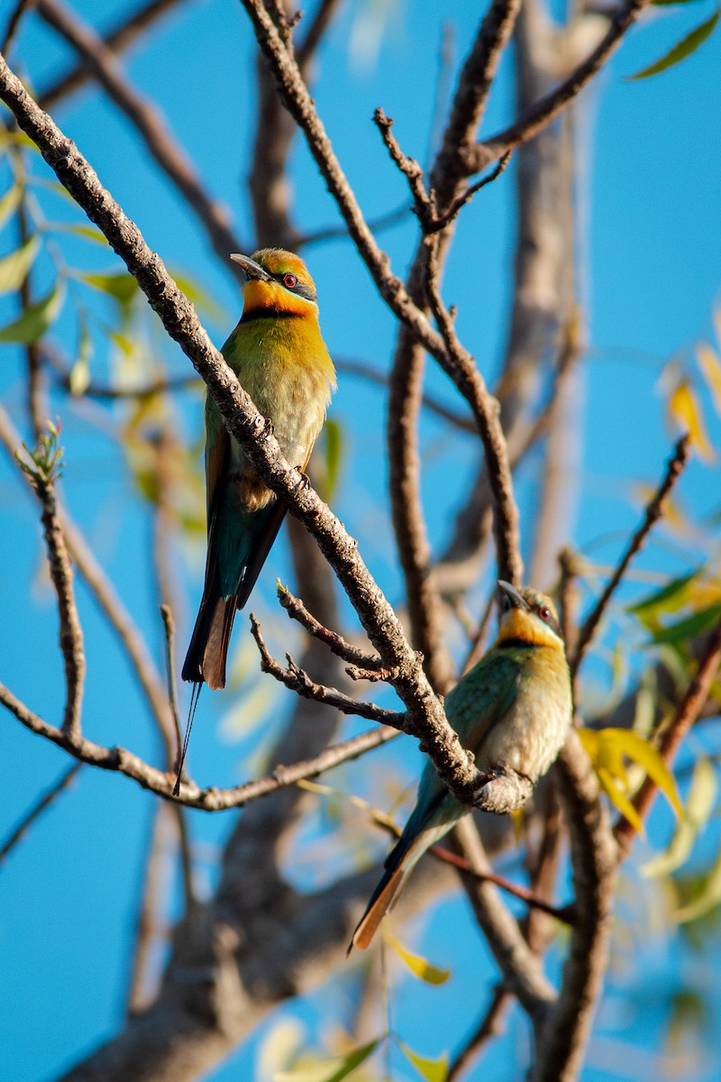 Rainbow Bee-eater - ML642093002