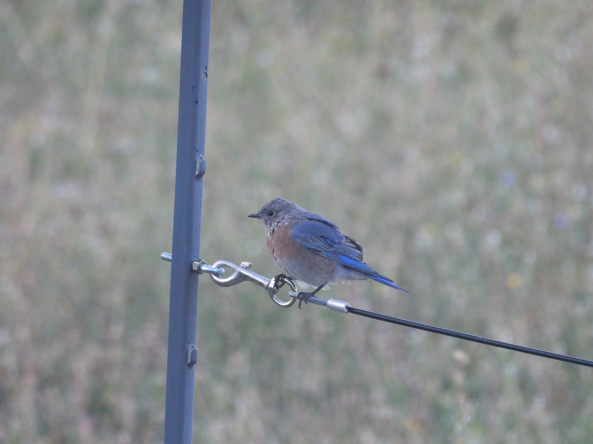 Western Bluebird - ML642093008