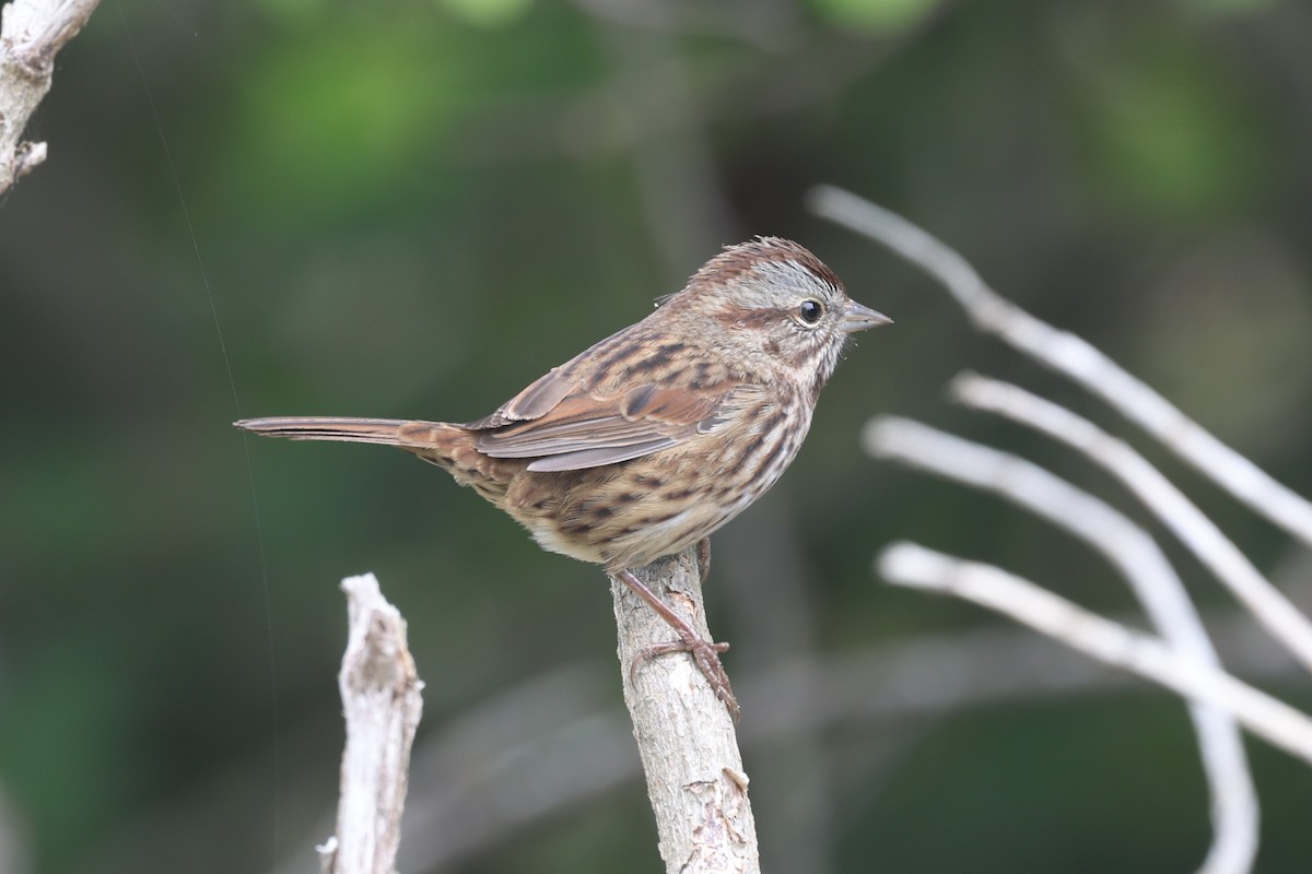 Song Sparrow (heermanni Group) - ML642093010