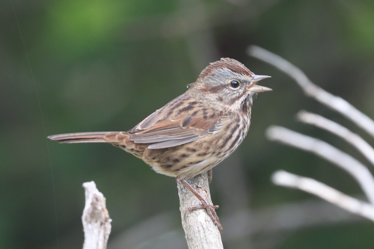 Song Sparrow (heermanni Group) - ML642093011