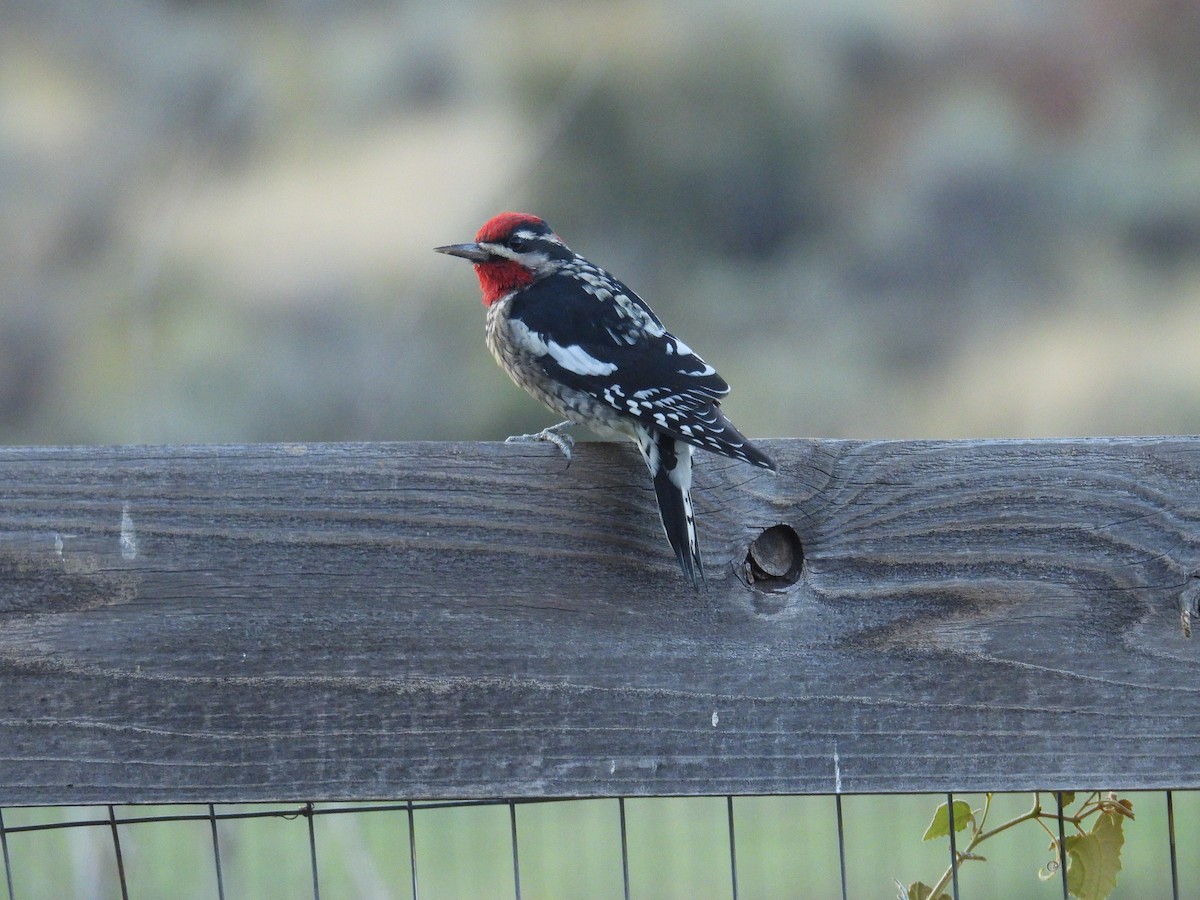 Red-naped Sapsucker - ML642093013