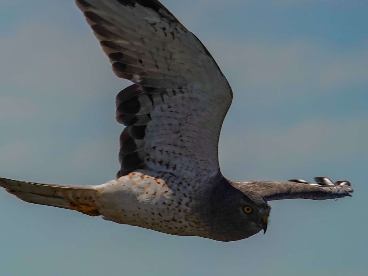 Northern Harrier - ML642093014