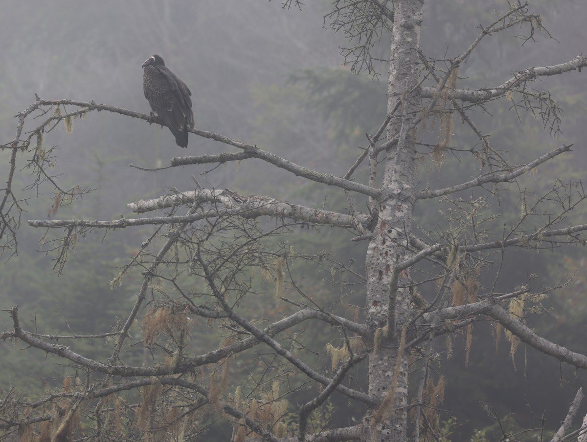 Turkey Vulture - ML642093015