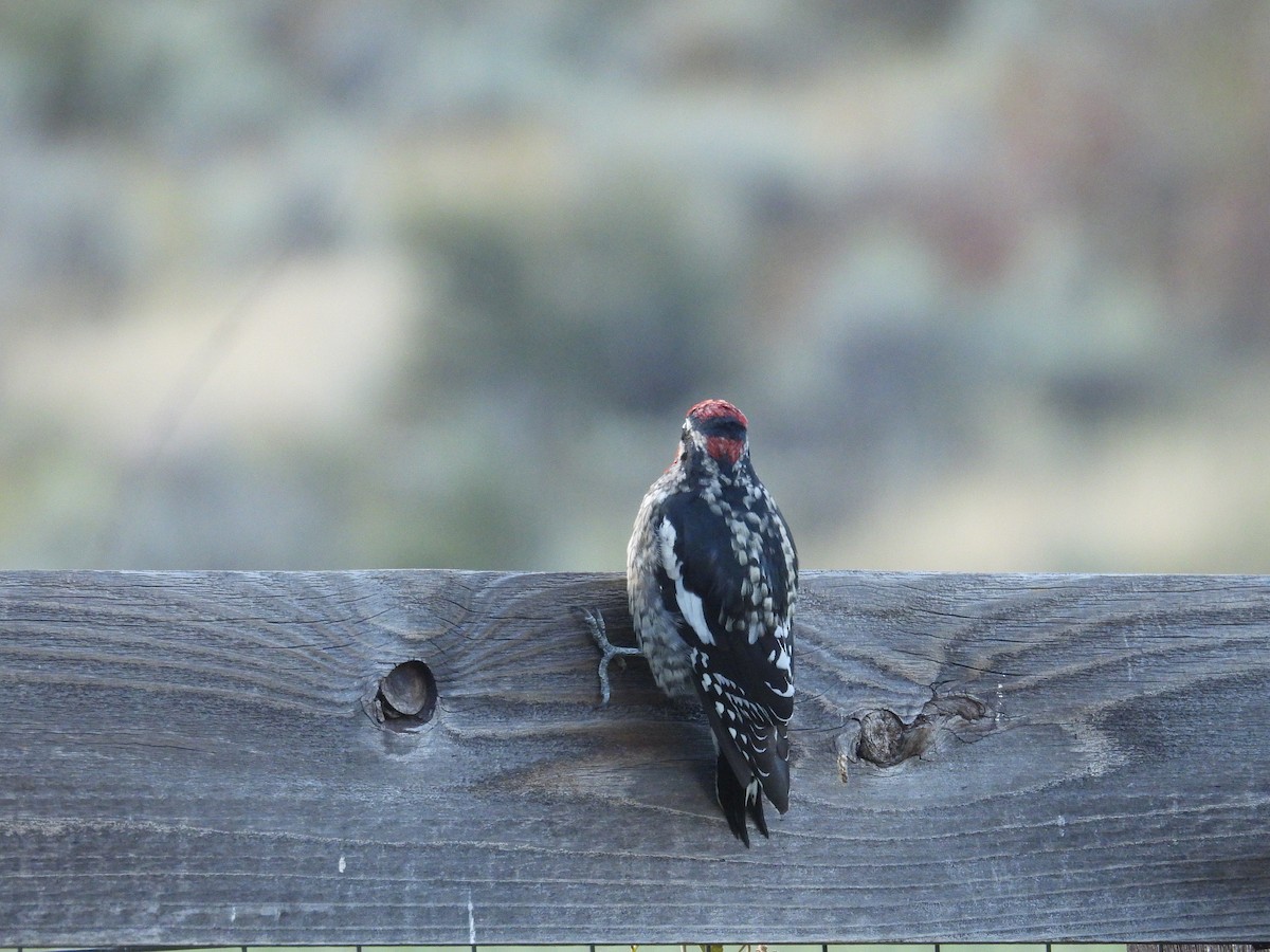 Red-naped Sapsucker - ML642093016