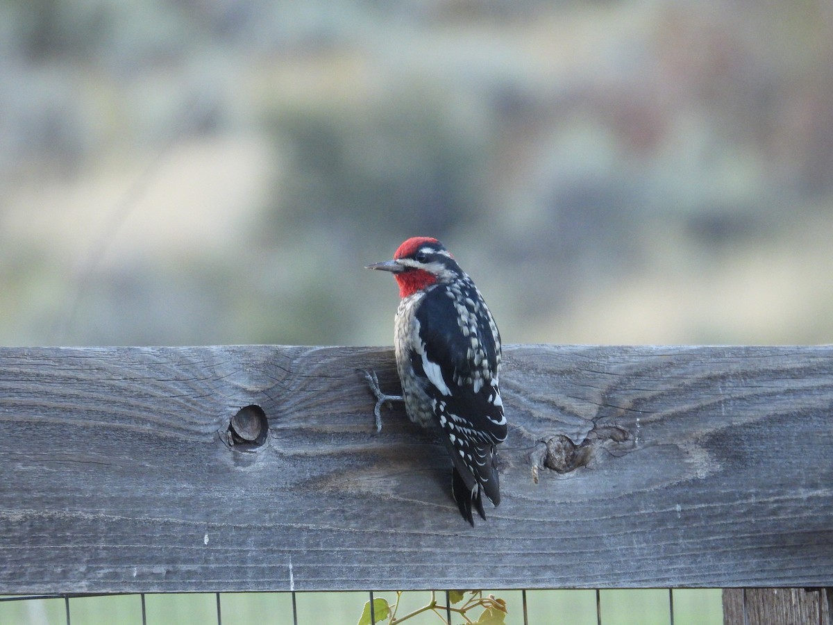 Red-naped Sapsucker - ML642093018