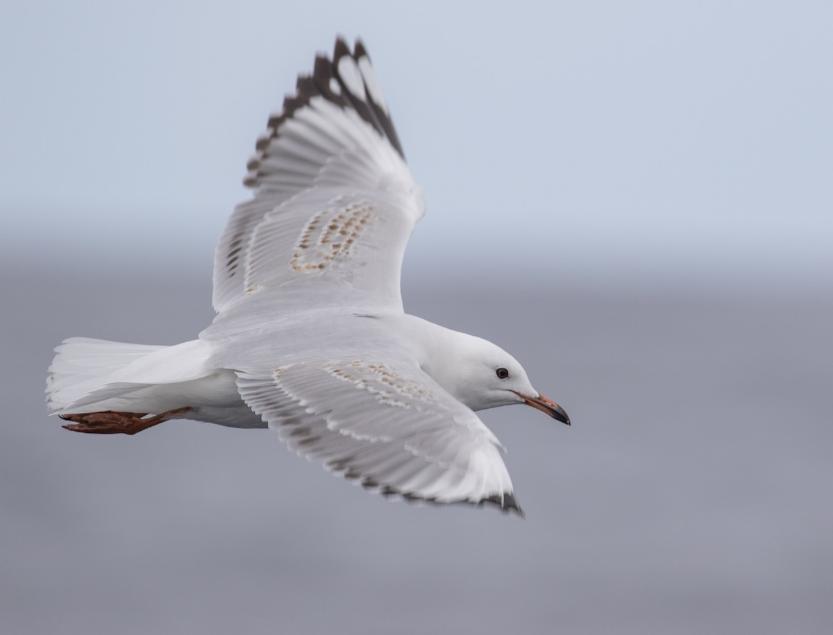 Silver Gull (Silver) - ML642093028