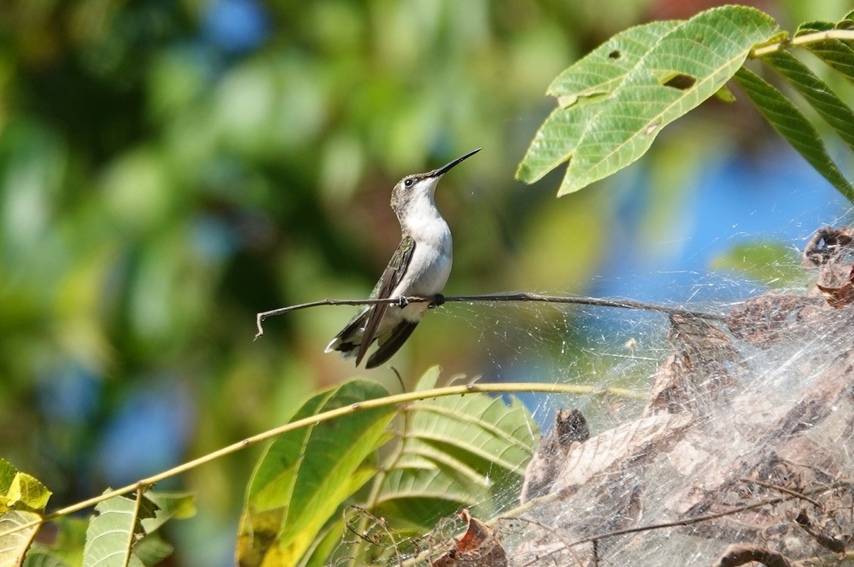 Ruby-throated Hummingbird - ML642093032